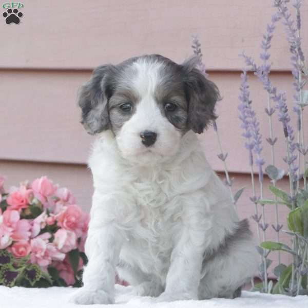Sophie, Cavapoo Puppy